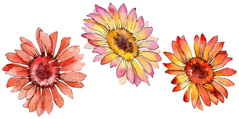 Wildflower gerbera flower in a watercolor style isolated. Full name of the plant: gerbera. Aquarelle wild flower for background, texture, wrapper pattern, frame or border.