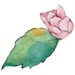 Wildflower camellia flower in a watercolor style isolated. Full name of the plant: camellia. Aquarelle wild flower for background, texture, wrapper pattern, frame or border.