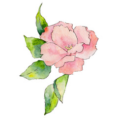 Wildflower camellia flower in a watercolor style isolated. Full name of the plant: camellia. Aquarelle wild flower for background, texture, wrapper pattern, frame or border.