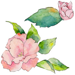 Wildflower camellia flower in a watercolor style isolated. Full name of the plant: camellia. Aquarelle wild flower for background, texture, wrapper pattern, frame or border.