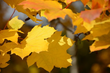 Autumn maple leaves background