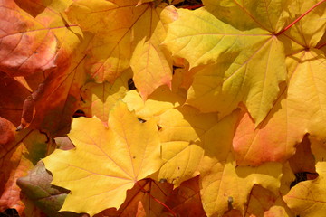 Naklejka na ściany i meble Autumn concept. Maple leaves background