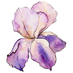 Wildflower iris flower in a watercolor style isolated. Full name of the plant: iris. Aquarelle wild flower for background, texture, wrapper pattern, frame or border.