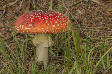 Amanita muscaria mushroom in green grass