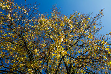 Obraz premium Beech Tree in autumn against blue sky