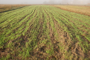 Fototapeta na wymiar a field of young winter wheat