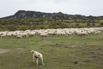 Flock of sheep and a herding dog. Vashlovani protected areas in Georgia.