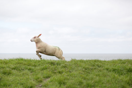 Jumping lamb on a dike