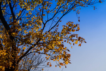 Maple tree in autumn