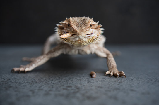 bearded dragon