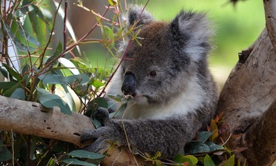 Koala beim futtern