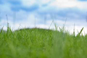 close up grass filed with blue sky in spring