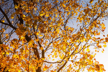 Fototapeta premium Tree in autumn against blue sky