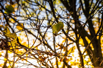 Tree in autumn against blue sky