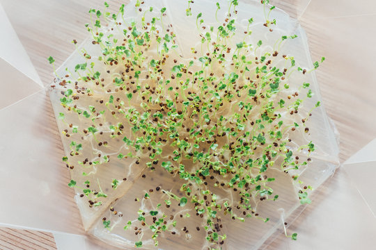 Microgreen Kale Growing in Mini Greenhouse Overhead