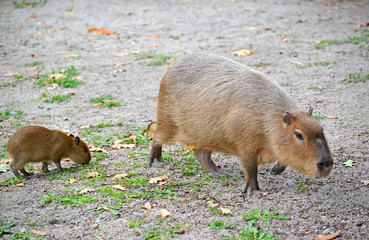 Capybara (water pig) (Hydrochoerus hydrochaeris Linnaeus) with a cub