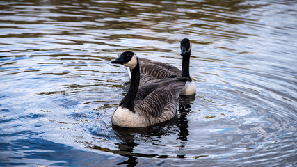 couple d'oies Bernache posé sur l'eau du lac