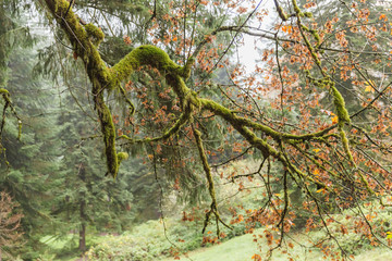 Mossy Tree Branches in Fall
