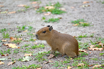 Naklejka na ściany i meble Capybara (water pig) (Hydrochoerus hydrochaeris Linnaeus), cub