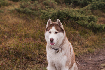Siberian huky dog in forest outdoors, laika, wolfdog 