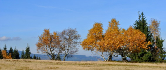 Jesienne drzewa na horyzoncie © bnorbert3