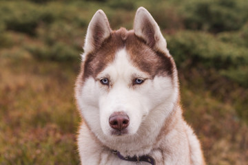 Siberian huky dog in forest outdoors, laika, wolfdog 