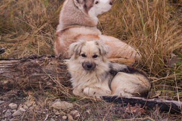 Naklejka na ściany i meble Cute dog outdoors, picture of metis dog