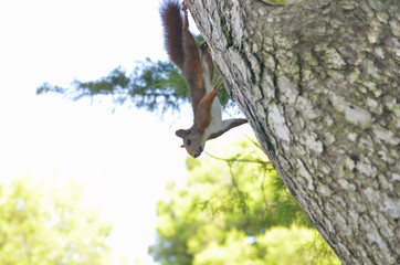Red squirrel going down by the trunk of a pine tree. Wildlife inside of mediterranean forest. Soft focus. Brightness environment. Yellowish leaves due to the sunlight