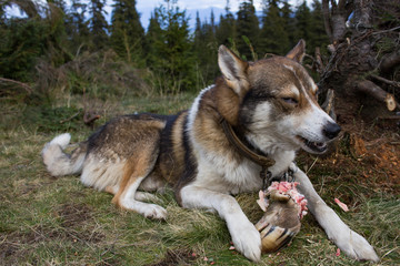 west siberian laika, russian hunting dog, wild wolfdog 