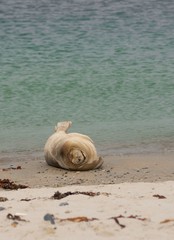 Junger Seehund (Phoca vitulina vitulina) liegt auf Sandstrand und macht eine Grimasse, Helgoland, Insel 