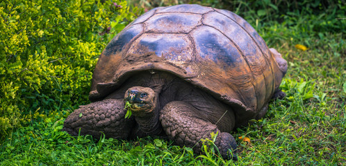 Galapagos Islands - July 22, 2017: Giant Tortoise in Santa Cruz
