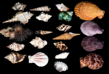 seashell
