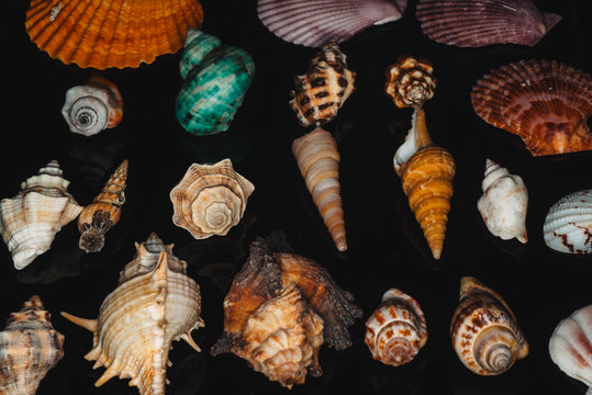 seashell