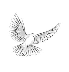 Vector line sketch dove