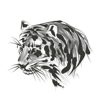 Vector sketch of the head of the tiger