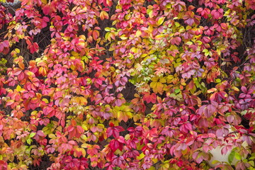 The colors of the St. Petersburg autumn.