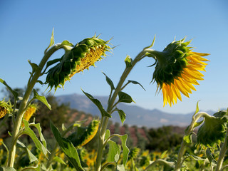 sunflowers field full sun