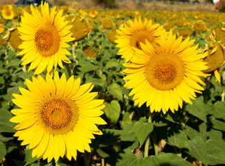 sunflowers in the field