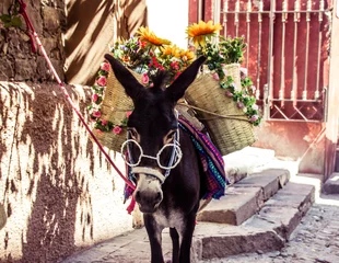 Gartenposter Tieren Lustiger mexikanischer Esel mit Brillenstoffen und Blumen