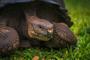 Galapagos Islands - July 22, 2017: Giant Tortoise in Santa Cruz