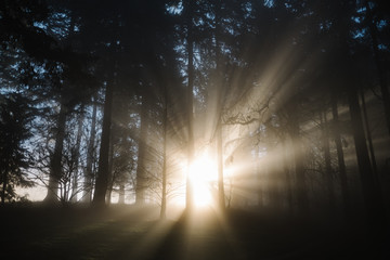 Beautiful light rays shining through fog and trees in a forest