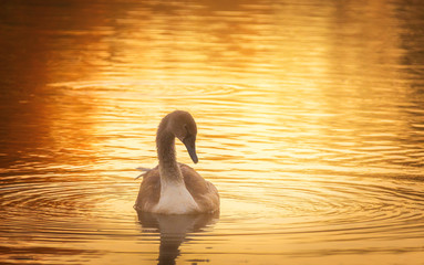young Swan on lake 