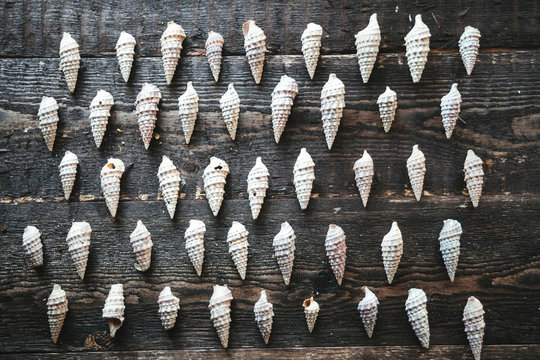 Seashells