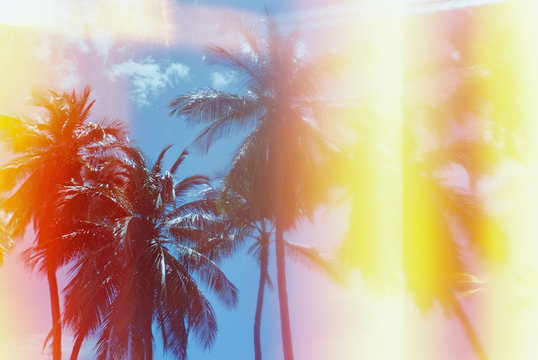 palm trees with light leaks