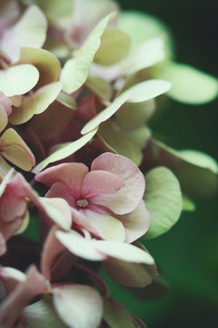 Close-up of pink hydrangea flowers in bloom