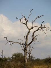 Dead Tree with African Fish Eagle sitting on a branch