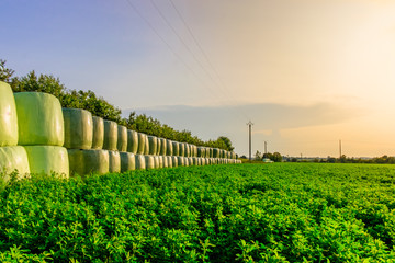 Lucerne Grass Field and stacked up bales of hay wrapped in plastic in summer at sunset in the...