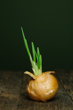 Yellow onion with green sprouts