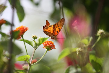 Butinage au jardin, papillon orange sur une fleur, Guyane française