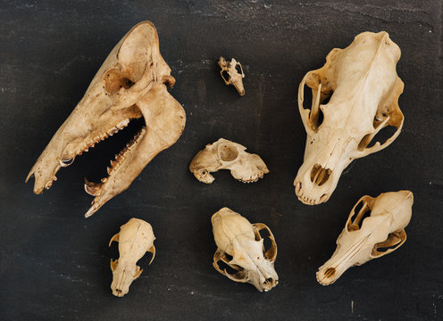 An assortment of skulls laid out on a pice or dark stone.